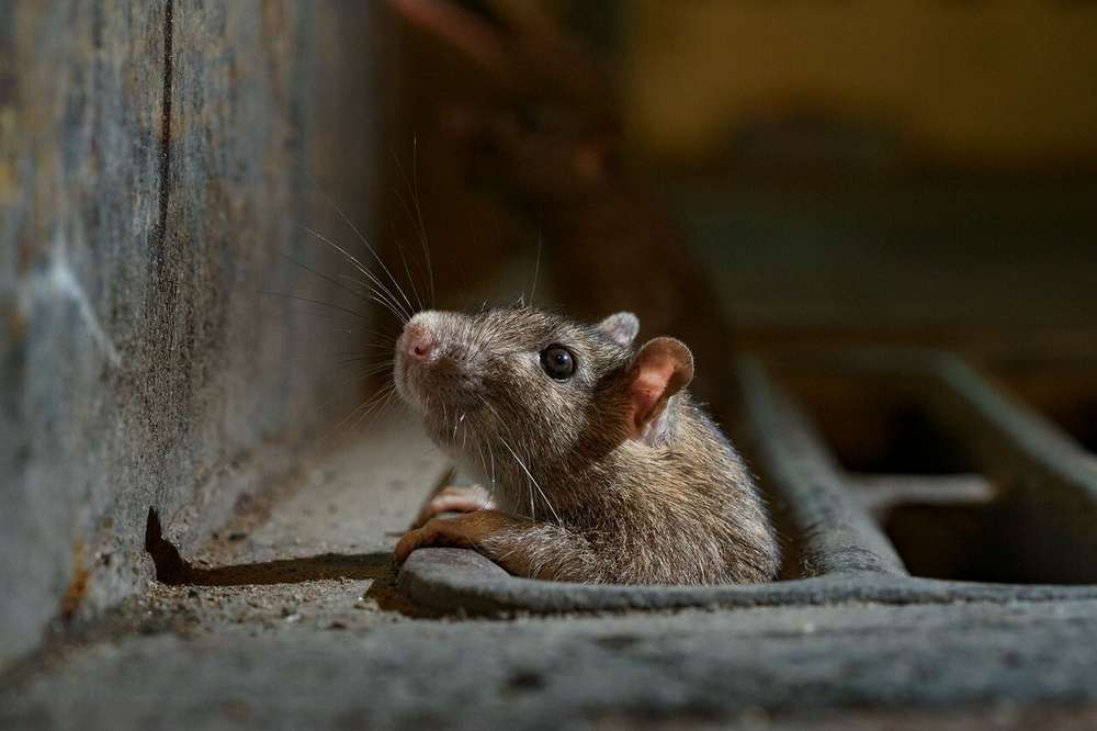 Кількість щурів та мишей на деяких ділянках фронту надзвичайна чим це небезпечно