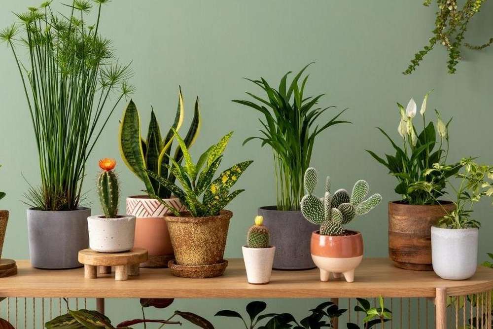 23 кімнатні рослини, які очищують повітря