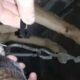 На Одещині 12-річна дівчинка різала собаку лезом