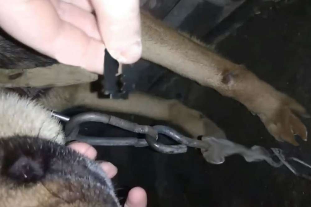 На Одещині 12-річна дівчинка різала собаку лезом