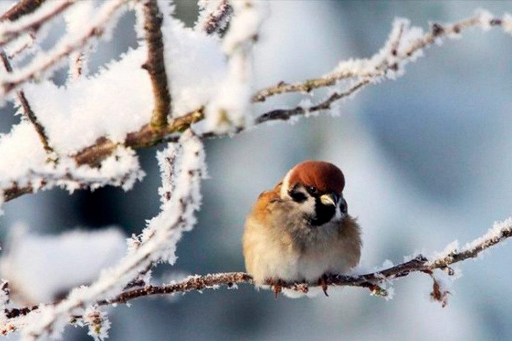 Чи очікуються морози в Україні найближчим часом – прогноз погоди на 17 січня