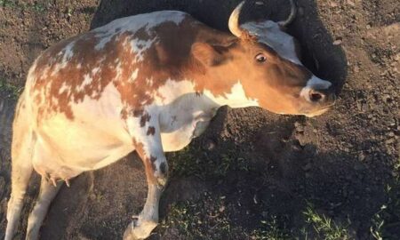 На Хмельниччині 22-річного молодика судили за знущання над вагітною коровою