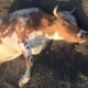 На Хмельниччині 22-річного молодика судили за знущання над вагітною коровою