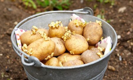 Як проростити картоплю
