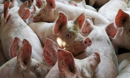 В Японії вивели перших свиней для трансплантації людських органів