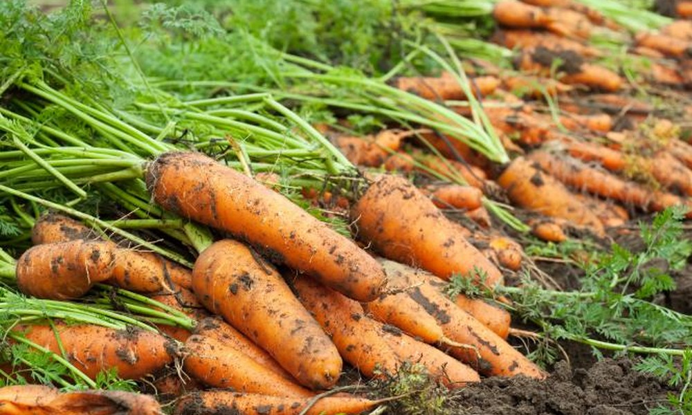Коли треба садити моркву - поради