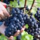 Догляд за виноградом навесні: як обрізати та обробляти