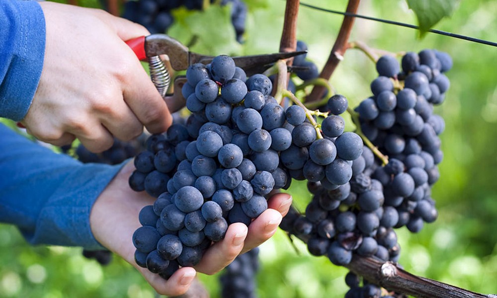 Догляд за виноградом навесні: як обрізати та обробляти