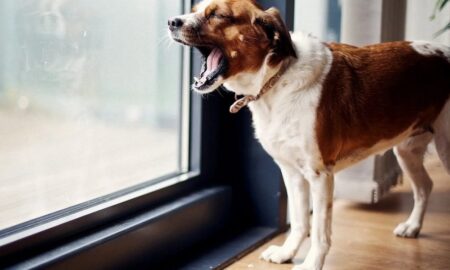 Чому собака гавкає на вікно – які причини, чи варто переживати та що робити