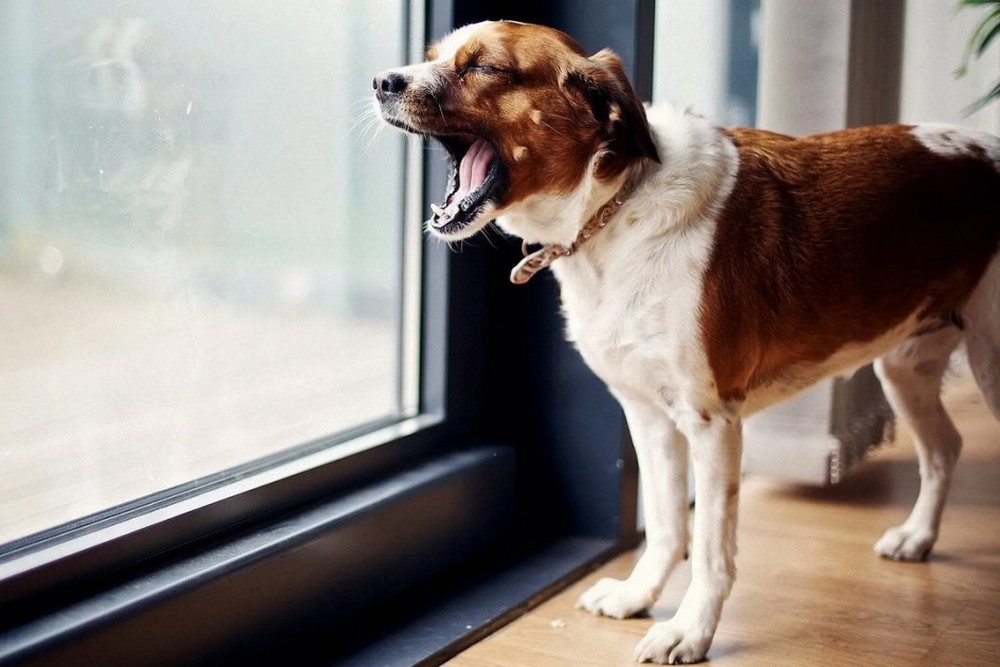 Чому собака гавкає на вікно – які причини, чи варто переживати та що робити
