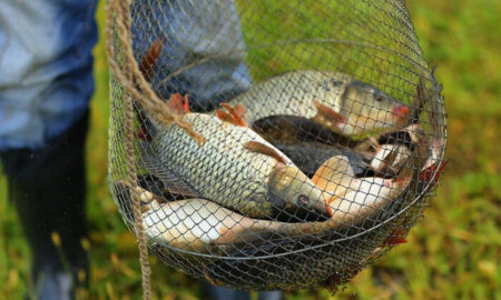 Заборона на вилов риби з 1 квітня – передбачено великі штрафи за порушення