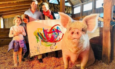 Заробила більше мільйона доларів: померла свиня-художниця на імʼя Пігкассо (відео)