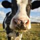 Грошова допомога для власників худоби у трьох областях: як отримати до 30 тисяч гривень