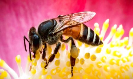 Укус бджоли: як виглядає, які симптоми алергії і що робити