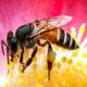 Укус бджоли: як виглядає, які симптоми алергії і що робити