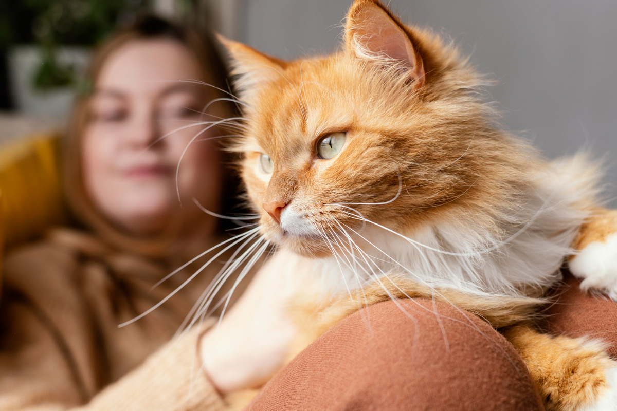 Чи можуть коти ревнувати – відповідь спеціалістів