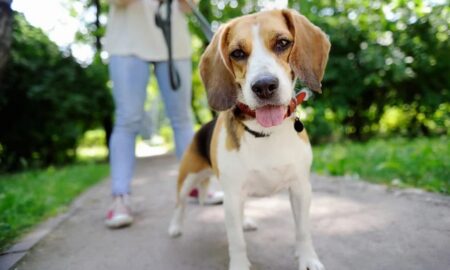 Як часто слід вигулювати собак відповідь ветеринара