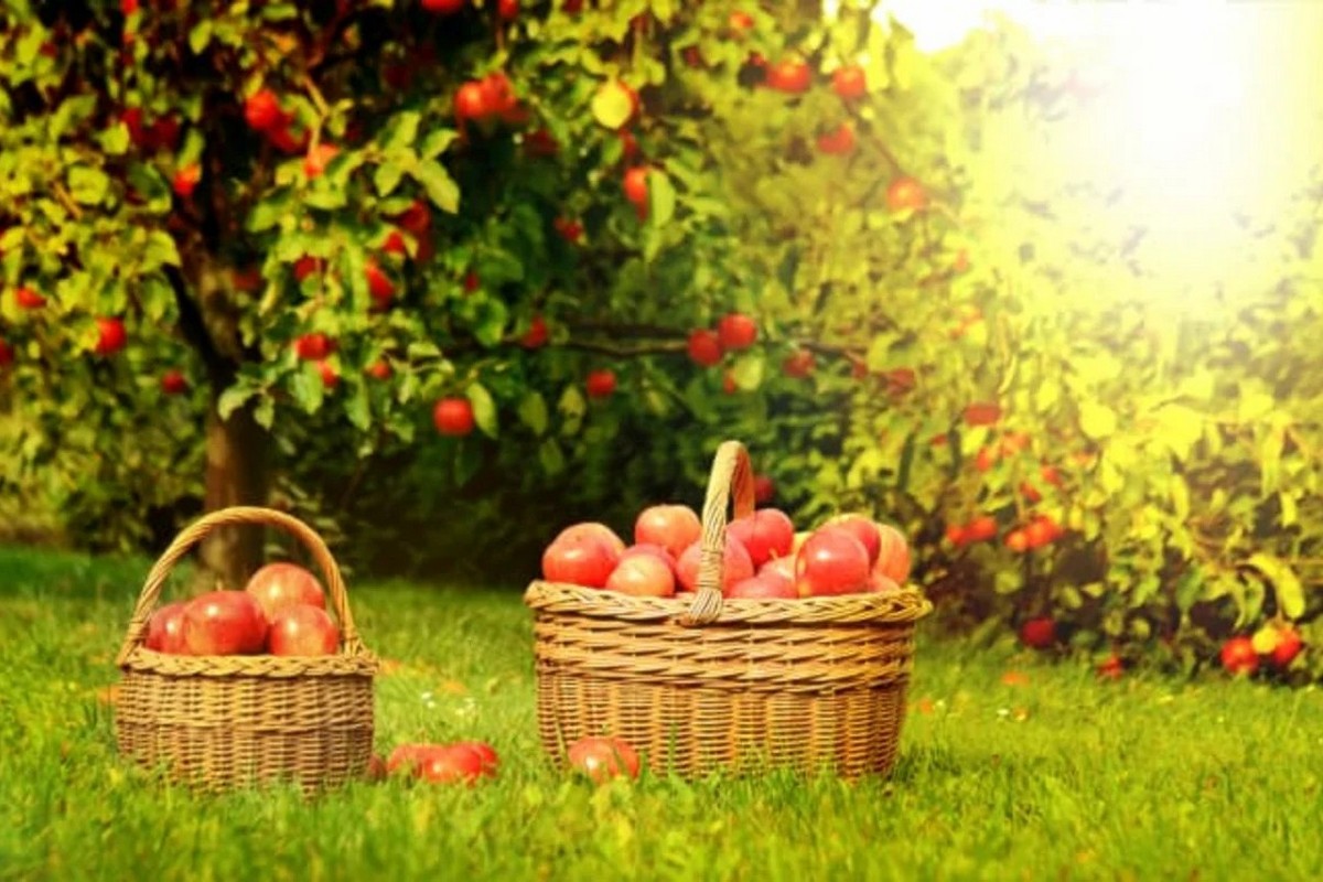 Як вберегти яблуню від весняних заморозків поради