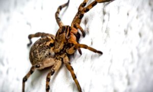 Намагалася лікувати самотужки: у Львові жінку вкусив невідомий павук