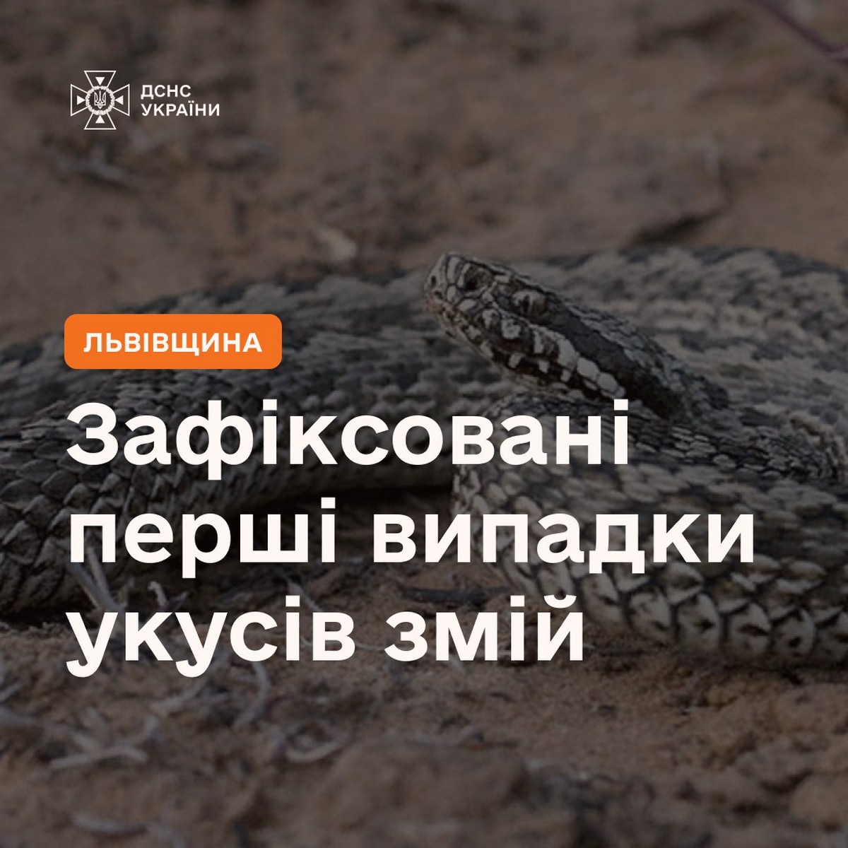 На Львівщині змії покусали людей – ДСНС попереджає про небезпеку