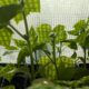 Як швидко проростити насіння огірків – цей перевірений спосіб дійсно працює