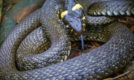 У Києві побачили кубло змій (відео)