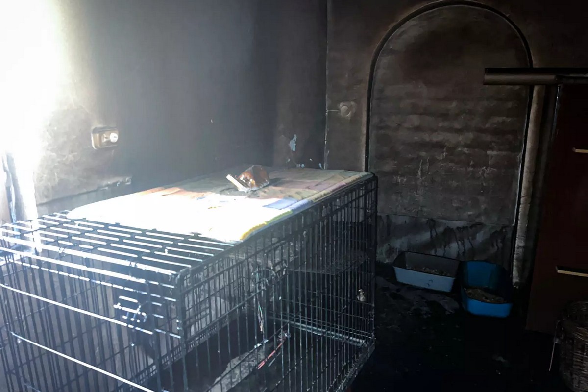 19 котів загинули через ультрафіолетову лампу в місті Берегово на Закарпатті 