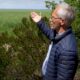 Такого на планеті більше не існує: суцільне море білої верби на дні Каховського водосховища (відео)