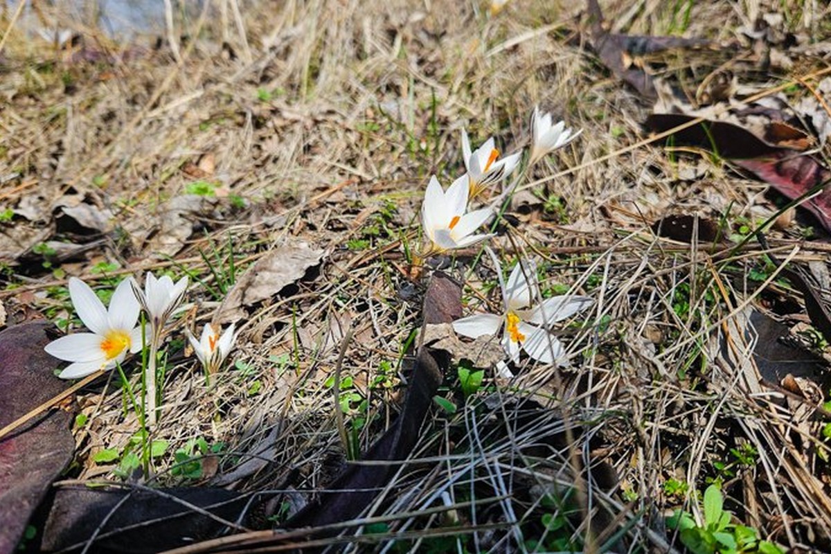 Першоцвіти в Національному природному парку «Кам'янська Січ».Фото: З fb-сторінки НПП «Кам'янська Січ»