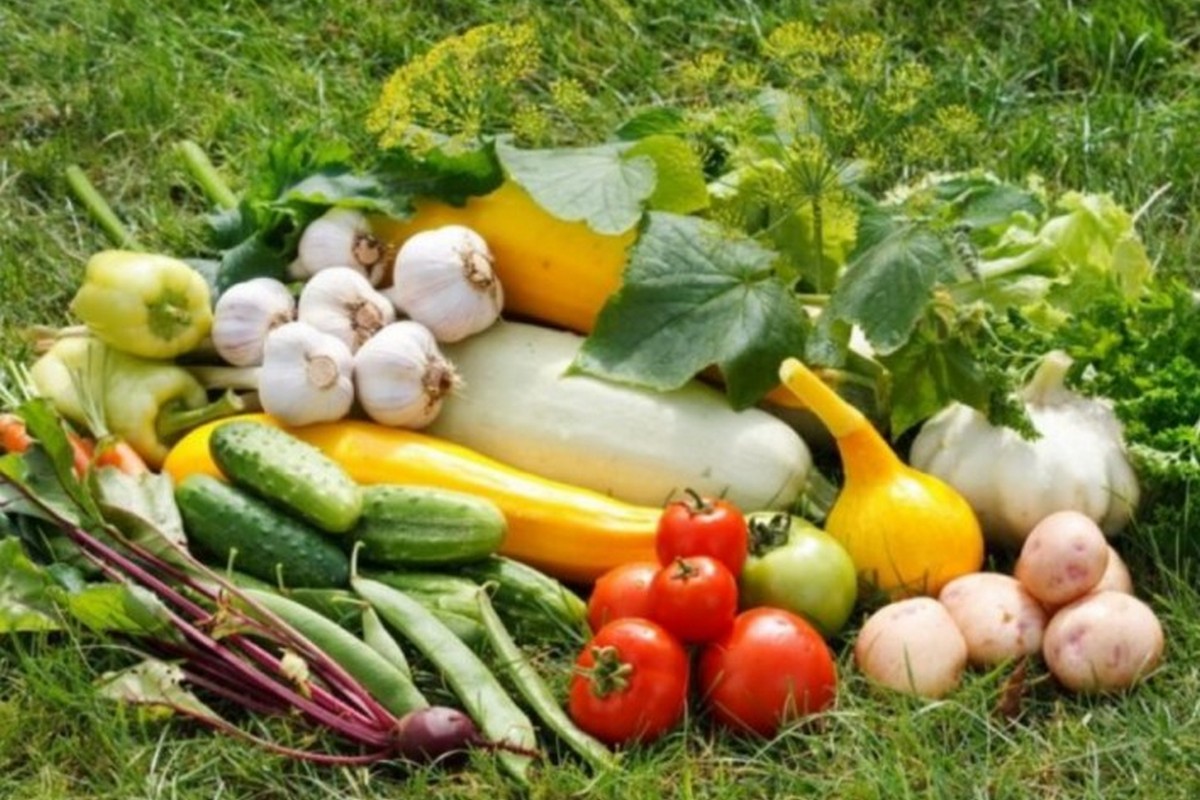 Найпростіші овочі для вирощування – ТОП-7