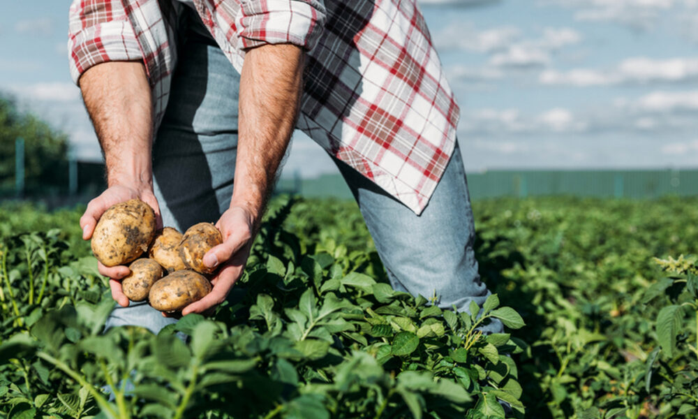 Виплати на відновлення сільського господарства можна отримати у 6 областях України - деталі