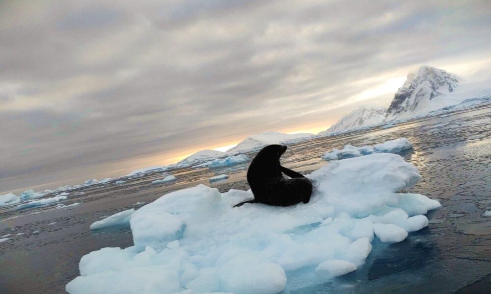 В Антарктиці зафіксували «Котяча» нашестя (фото)