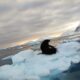 В Антарктиці зафіксували «Котяча» нашестя (фото)