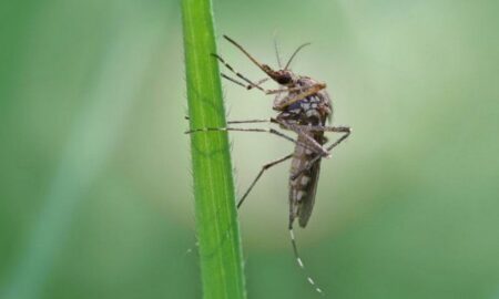Які рослини відлякують комарів: ТОП-8