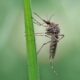 Які рослини відлякують комарів: ТОП-8