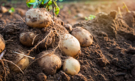 Чим підживити картоплю, щоб отримати гарний врожай
