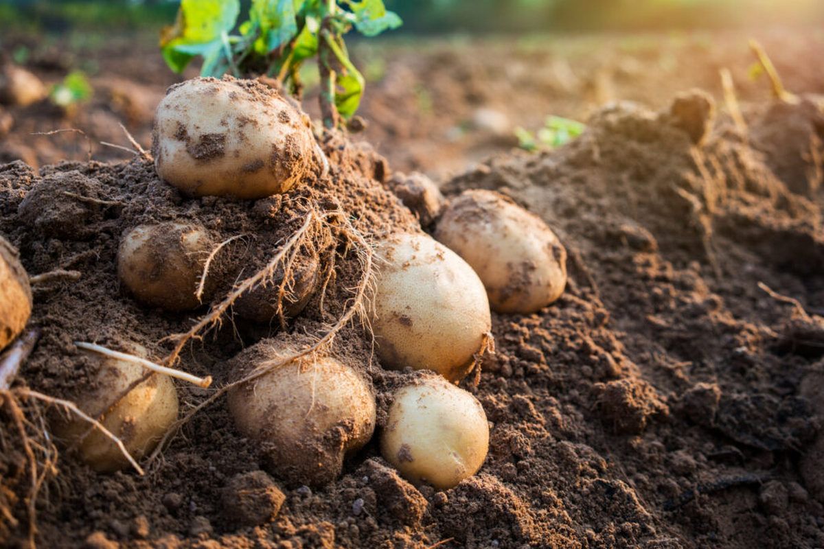 Чим підживити картоплю, щоб отримати гарний врожай