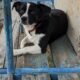 Чоловік з "хуліганських мотивів" стріляв у собаку в Чернігові – яке покарання йому загрожує