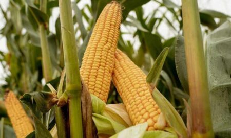 Як підживити кукурудзу, щоб отримати хороший врожай