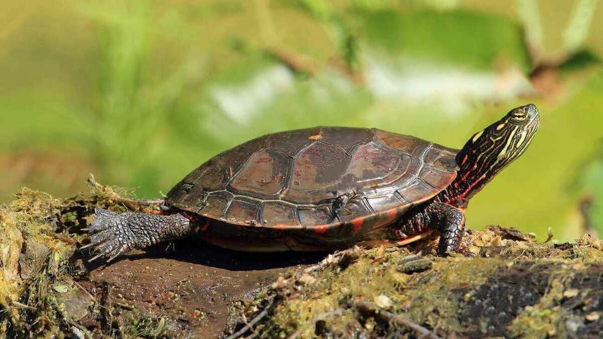 В Україні з’явилися три нових види тварин: чим вони загрожують