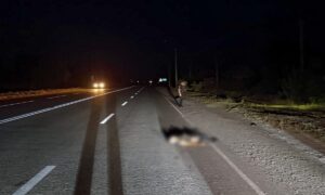У Запорізькій області водій насмерть збив військового та втік