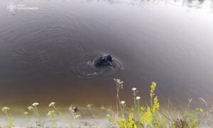 2-річна дитина потонула в річці на Чернігівщині
