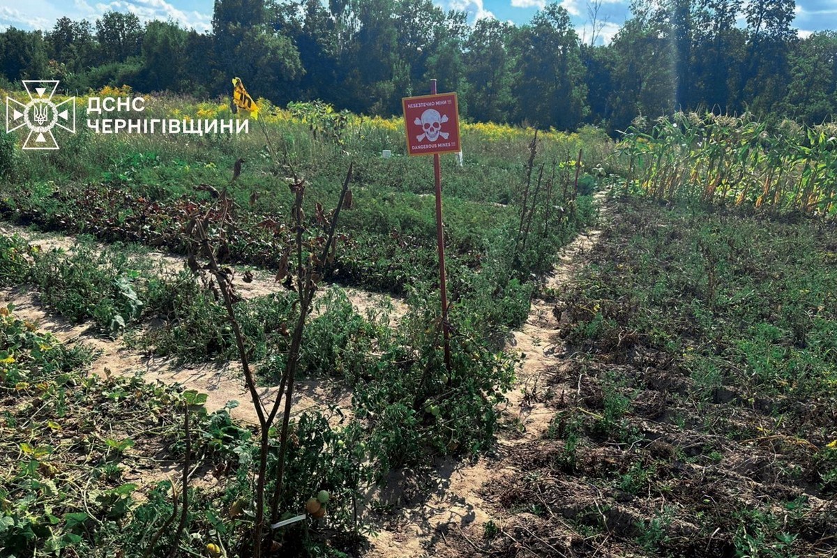 Сапери в шоці: українці підв’язують помідори табличками «Небезпечно, міни!» (фото, відео)