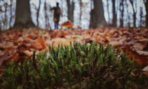 30 вересня – яке сьогодні свято, прикмети і традиції, пам’ятні дати, іменини