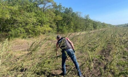 Плантацію з коноплею розміром з 10 футбольних полів виявили в Одеській області (фото)