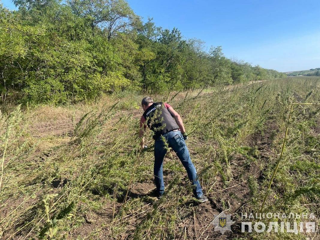 Плантацію з коноплею розміром з 10 футбольних полів виявили в Одеській області (фото)