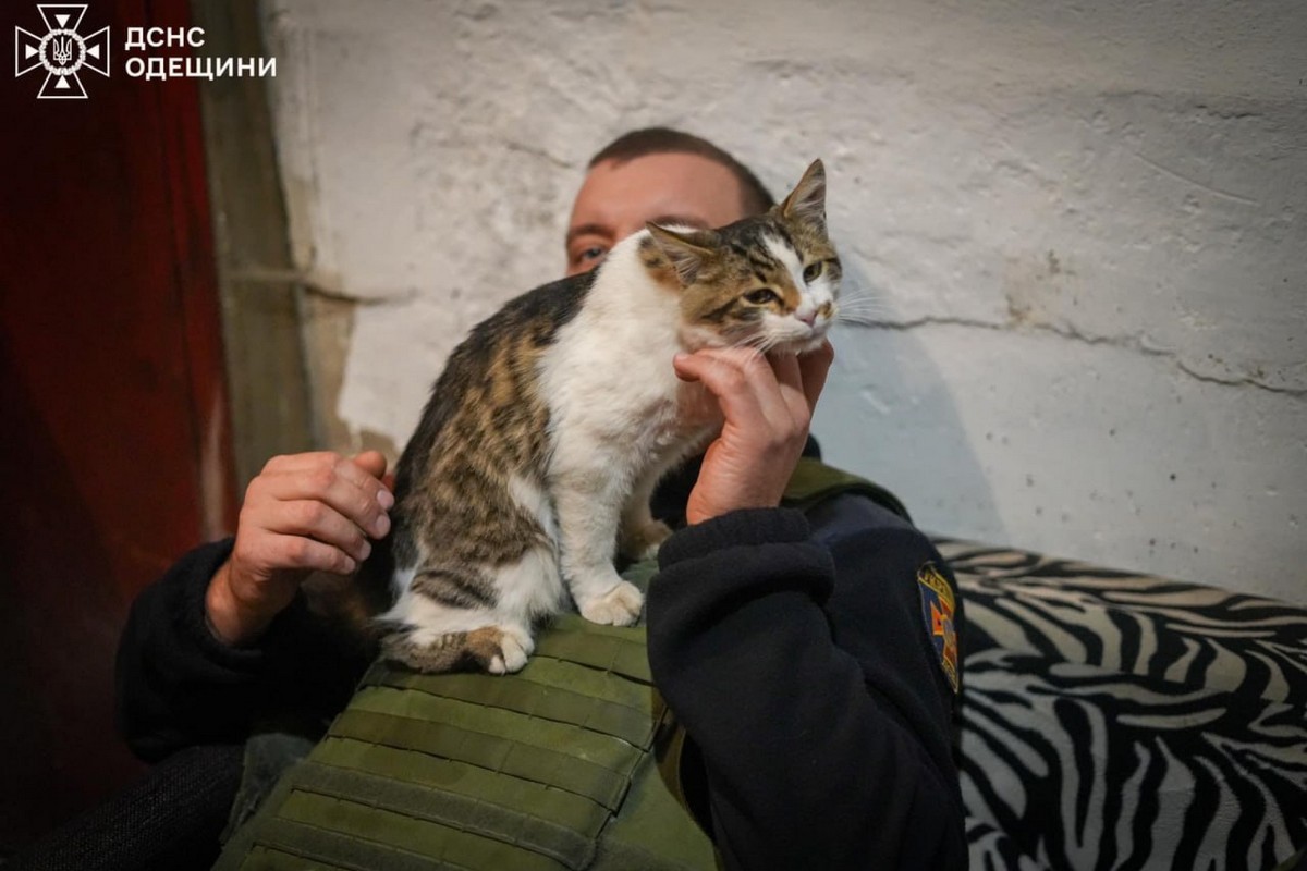 Надзвичайники Одеси врятували з палаючої трави кошеня