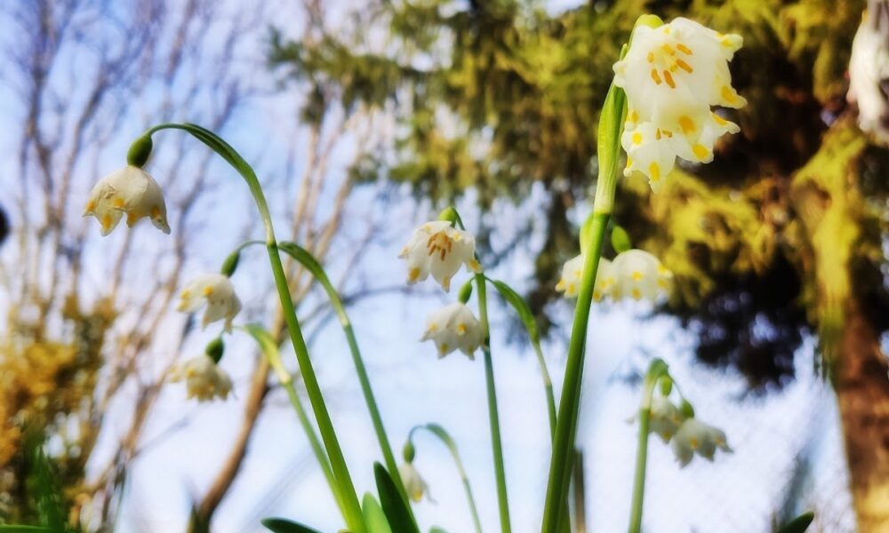 Новий рік в Україні розпочнеться аномальним потеплінням: яка буде погода 1 січня