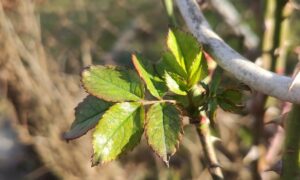 31 січня – яке сьогодні свято, прикмети і традиції, пам’ятні дати, іменини