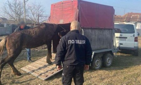 Бив коня та знущався над ним: затримано 37-річного мешканця Закарпаття